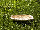 Simperl oval 40